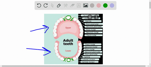 what-type-of-teeth-are-increasingly-not-present-in-human-dentition-third-molars-second-premolars-canines-second-incisors-59626