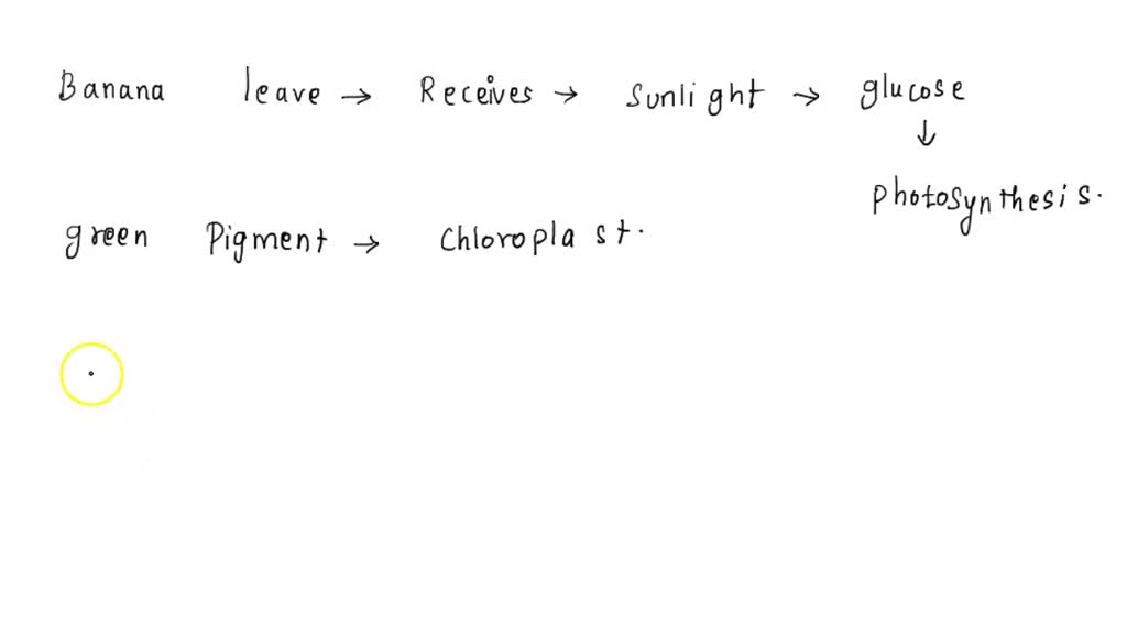 SOLVED what role to the macromolecules starch and simple sugars play