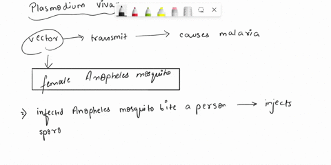 what-is-the-vector-that-transmits-plasmodium-vivax-the-protist-that-causes-malaria-50864