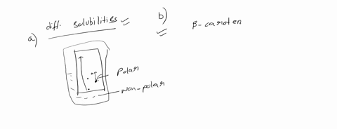 chromatography-what-is-the-basis-for-the-different-rf-results-for-the-four-plant-pigments-why-did-the-pigments-appear-in-the-order-that-they-did-why-do-the-photosynthetic-parts-of-plants-con-77312