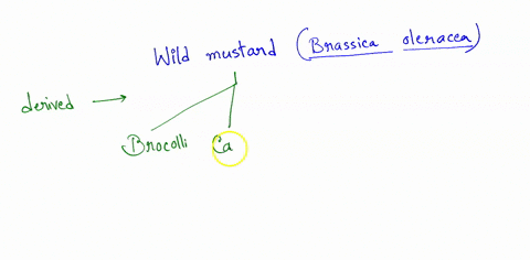brocolli-cauliflower-kale-brusse-sprout-cabbage-plants-are-all-derived-from-the-same-species-of-wild-mustard_-brassica-leracea_-that-humans-have-been-selectively-breeding-for-thousands-of-ye-99316