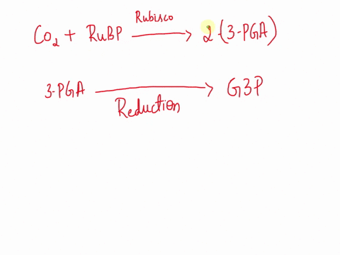the-main-product-of-ihe-calvin-cycle-is-a-molecule-called-and-then-other-molecules-in-the-plant-which-is-used-t0-make-carbohydrates-31513