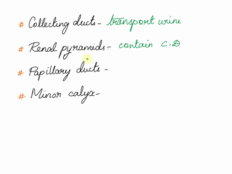 1-collecting-ducts-found-in-the-renal-pyramids-empty-urine-directly-into-the-a-renal-column-b-minor-calyx-c-major-calyx-d-renal-cortex-96588