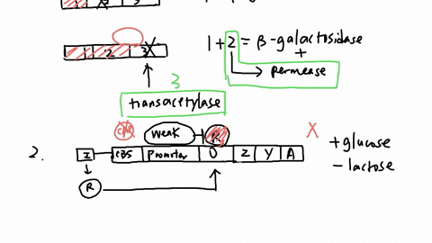 you-want-t0-design-an-experiment-to-determine-the-order-of-genes-in-the-lac-operon-you-selectively-block-rna-polymerase-before-it-transcribes-each-gene-in-the-operon-and-then-measure-the-pro-09826