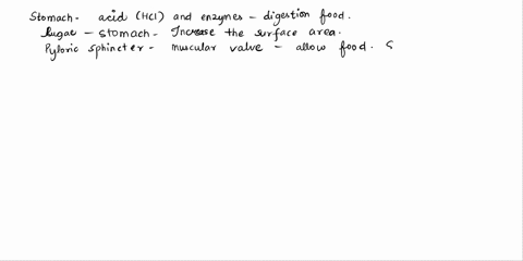 describe-the-structure-and-function-of-the-stomach-30498