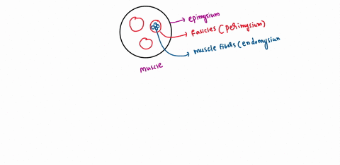 a-place-the-following-components-of-a-muscle-in-order-from-outermost-to-innermost-perimysium-myofibril-muscle-fiber-epimysium-myofilament-muscle-without-outer-covering-fascicle-endomysium-no-19664
