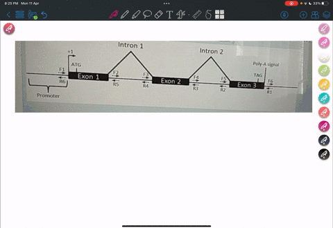 the-image-below-shows-the-general-structure-of-a-gene-on-a-chromosome-the-arrows-above-and-below-the-chromosome-indicate-the-binding-positions-of-potential-forward-f-and-reverse-r-pcr-primer-66214
