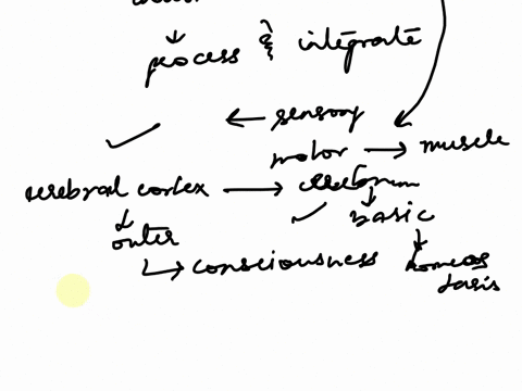 1-how-do-the-types-of-neurons-found-in-the-cns-and-pns-differ-in-their-functions-2-how-does-the-cerebral-cortex-differ-from-the-rest-of-the-cerebrum-3-what-are-some-similarities-and-differen-87195