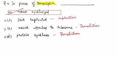 in-the-process-of-transcription-rna-is-synthesized-dna-is-replicated-mrna-attaches-to-ribosomes-proteins-are-synthesized-57009