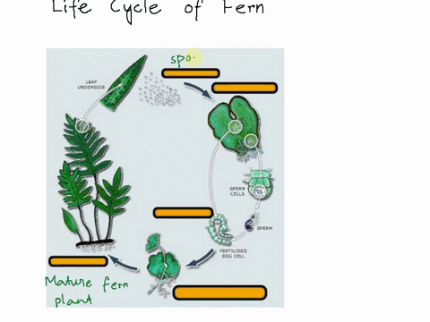 ferns-and-gymnosperms-label-the-following-parts-of-the-fern-life-cycle-word-bank-mature-sporophyte-gametophyte-egg-cell-young-sporophyte-spores-leaf-underside-sperm-cells-sperm-fertivsed-egg-79887