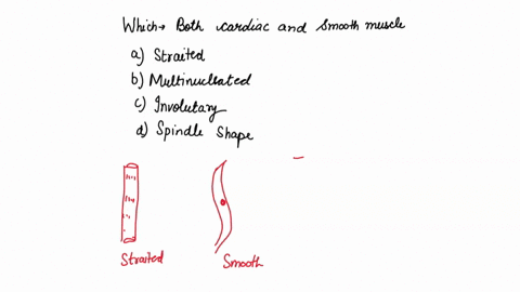 which-is-true-of-both-cardiac-and-smooth-muscle-a-striated-b-multinucleated-c-involuntary-control-d-33565