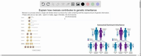 explain-how-meiosis-contributes-to-genetic-inheritance-16871