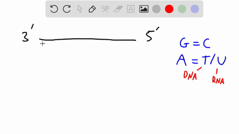 what-amino-acid-sequence-will-be-generated-from-the-following-template-dna-strand-tac-tga-ccc-cga-cgc-5-19635