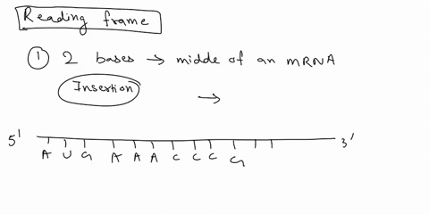 what-would-be-the-effect-on-reading-frame-and-gene-function-if-two-bases-were-inserted-into-the-middle-of-an-mrna-three-bases-were-inserted-into-the-middle-of-an-mrna-one-base-was-inserted-i-35982