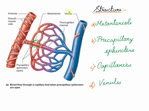 18describe-the-basic-structure-of-a-capillary-bedfrom-the-supplying-metarteriole-to-the-venule-into-which-it-drains-19explain-the-structure-and-function-of-venous-valves-in-the-large-veins-o-34473