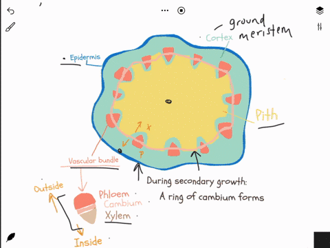 draw-a-cross-section-of-a-stem-and-label-the-epidermis-ground-meristem-vascular-tissue-what-occurs-during-secondary-growth-in-a-stem-62493