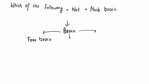 which-of-the-following-is-not-a-hind-brain-structure-group-of-answer-choices-amygdala-cerebellum-medulla-pons-10409