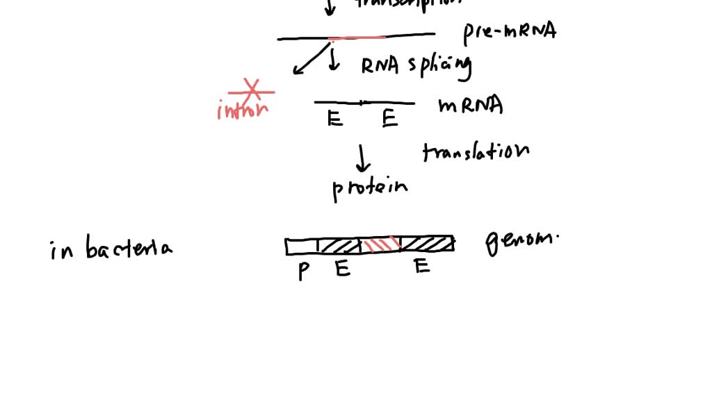 SOLVED 'Why is it necessary to use a cDNA molecule instead of an