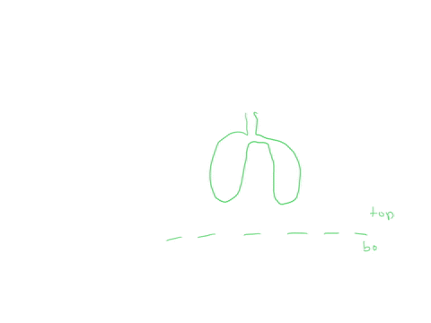 which-of-the-following-terms-describes-the-location-of-the-lungs-with-respect-to-the-transverse-plane-dorsal-medial-inferior-superior-which-of-the-following-terms-describes-the-location-of-t-73932
