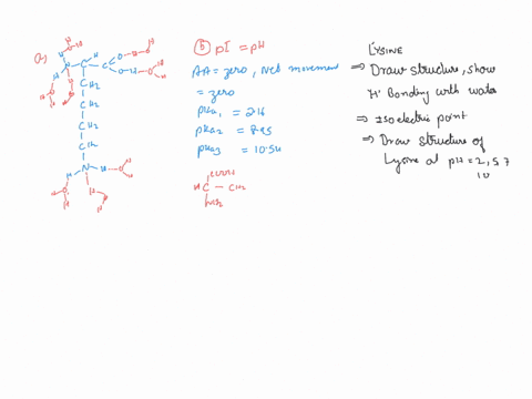 a-draw-a-diagram-to-illustrate-all-of-the-hydrogen-bonding-that-could-take-place-between-lysine-and-water-molecules-2-marks-bcalculate-the-pi-of-lysine-1-mark-c-determine-the-net-charge-posi-93927