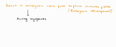 during-development-embryonic-cells-will-fuse-to-form-muscle-fibers-this-will-result-in-________-a-the-striations-that-appear-in-skeletal-and-cardiac-muscle-tissues-b-the-coordination-of-nerv-56287