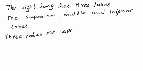 the-right-lung-has-three-lobes-superior-middle-and-inferior-lobes-separated-byhorizontaland-oblique-fissure-a-true-b-false-43548