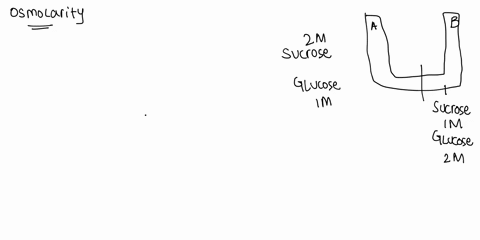 the-solutions-in-the-two-arms-of-this-u-tube-are-separated-by-a-membrane-that-is-permeable-to-water-and-glucose-but-not-to-sucrose-a-side-a-is-half-filled-with-a-solution-of-2-m-sucrose-and-77112
