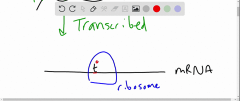 what-are-the-roles-of-the-dna-the-mrna-the-ribosome-and-trna-in-protein-synthesis