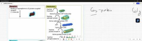 03-3-points-3-3-pts-total-consider-the-signaling-cascade-downstream-of-the-epinephrine-receptor-shown-below-one-of-the-results-of-epinephrine-signaling-is-that-glycogen-broken-down-t0-releas-32864
