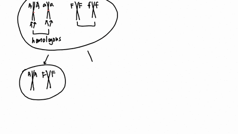 questions-1_-draw-a-diagram-showing-the-movement-of-a-a-chromosomes-within-the-cell-during-meiosis-for-the-diploid-cell-2n-4-pictured-on-the-right-label-meiosis-and-meiosis-ii-draw-the-two-a-12183