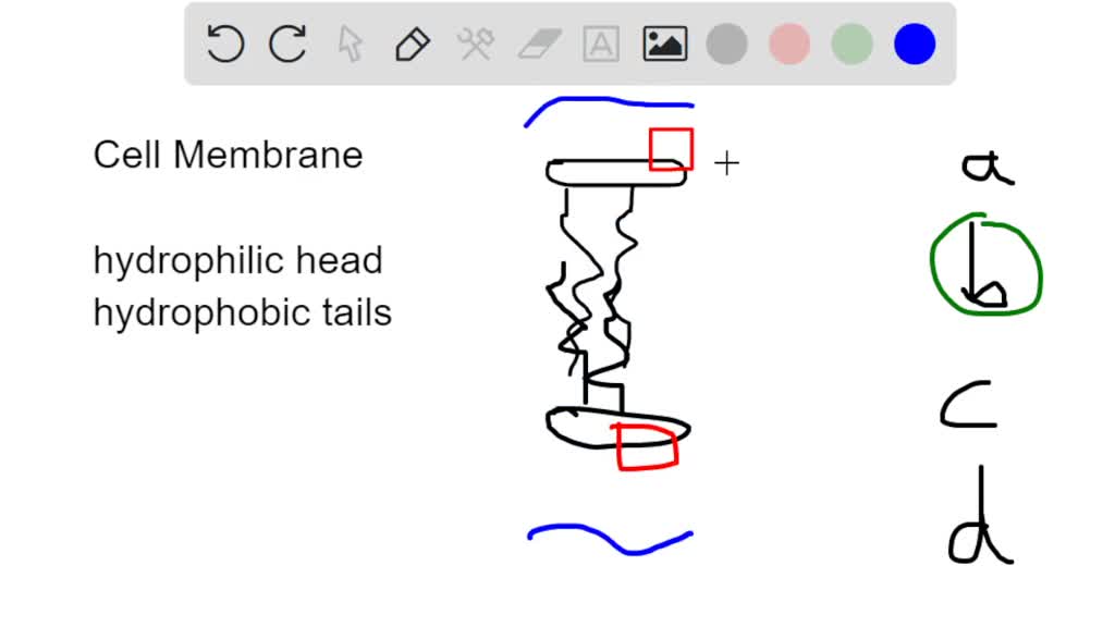 SOLVED Which of the following molecules make up the basic structure of