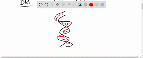 what-is-the-structure-of-a-dna-molecule-a-two-nucleotide-strands-coiled-into-a-double-helix-held-together-by-bonds-between-internal-nucleotide-bases-b-three-nucleotide-strands-coiled-into-a-24452