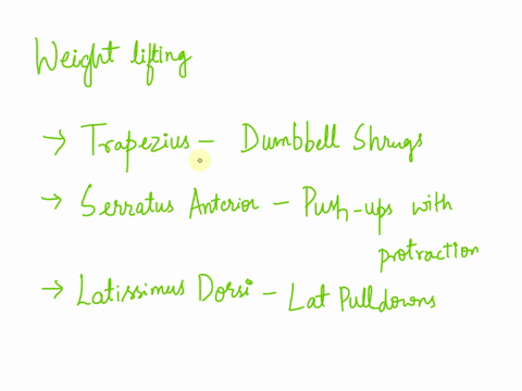 list-one-weight-lifting-exercise-that-can-be-done-to-work-each-of-the-following-muscles-3-pts-trapezius-serratus-anterior-latissimus-dorsi-57908