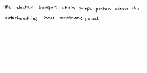 how-does-the-electron-transport-chain-contribute-to-atp-synthesis-94644