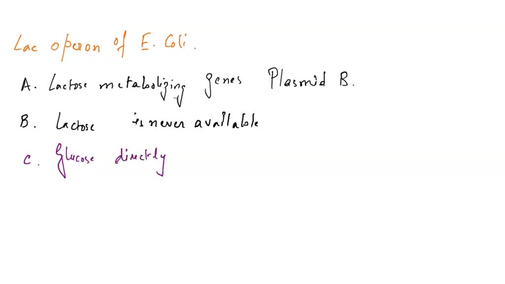 SOLVED What happens to E. coli when lactose is not present? a. The