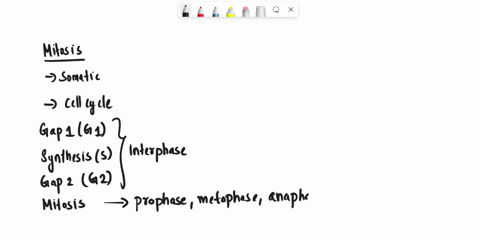 which-of-these-is-the-correct-sequence-for-the-phases-of-mitosis-prophase-interphase-metaphase-telophase-prophase-metaphase-telophase-anaphase-prophase-metaphase-anaphase-telophase-interphas-74115