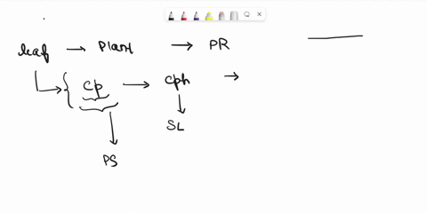how-does-the-typical-structure-of-a-leaf-affect-its-ability-to-expose-more-chloroplasts-to-ligbt-58932