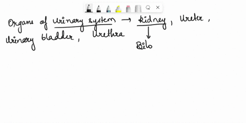 q3a-state-tneorgans-of-the-urinary-sstem-wnar-einei-various-functions-in-the-human-body-a-what-i5-rena-carcinoma-04-write-shont-notes-on-the-following-a-renin-angiolensin-mechansm-of-ine-kid-87019