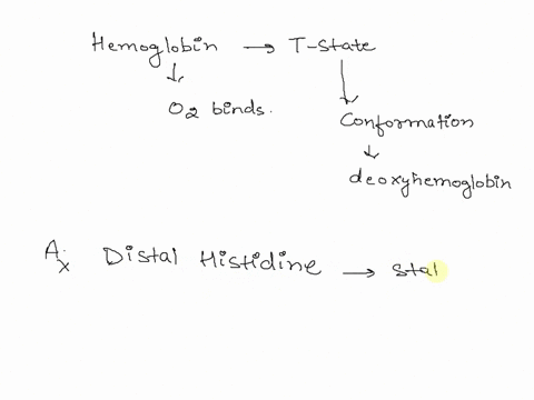 if-hemoglobin-is-in-its-t-state-which-section-of-the-protein-first-moves-in-response-to-oxygen-binding-explain-the-process-adistal-histidine-bproximal-histidine-cthe-side-chains-located-betw-99202