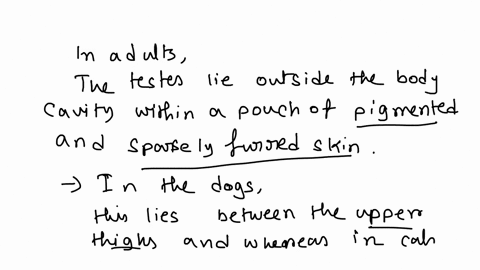 describe-the-differences-in-the-anatomy-and-physiology-of-the-male-reproductive-system-in-dogs-cats-horses-cows-small-ruminants-and-pigs-23344