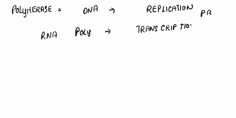 dna-and-rna-polymerase-perform-similar-functions-each-enzyme-has-been-around-for-millennia-state-and-explain-your-hypothesis-of-why-dna-polymerase-has-evolved-to-have-higher-processivity-and-06455