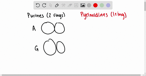 adenine-a-and-guanine-g-are-purines-which-means-they-have-2-rings-cytosine-c-and-thymine-t-are-pyrimidines-which-means-they-only-have-1-ring-how-would-the-shape-of-a-dna-molecule-change-if-c-65508
