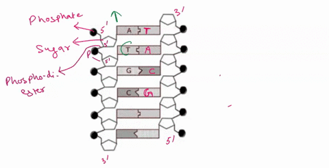 1-using-the-image-above-label-the-sugars-phosphates-and-bases-fill-in-the-correct-bases-when-one-is-already-labeled-or-show-correct-base-pairing-if-its-not-labeled-2-label-the-5-and-3-ends-o-13551