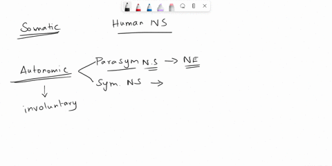 which-of-the-following-statements-are-not-true-select-all-that-apply-somatic-motor-neurons-release-the-neurotransmitter-acetylchoine-the-motor-pathways-in-the-somatic-and-autonomic-nervous-s-57795