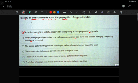 identify-all-true-statements-about-the-propagation-of-a-nerve-impulse-an-action-potential-is-initially-triggered-by-the-opening-of-voltage-gated-k-channels-when-voltage-gated-potassium-chann-96744