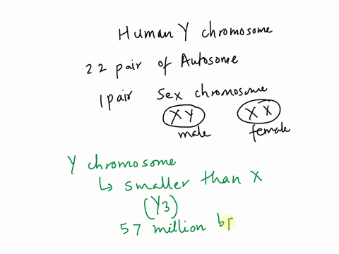 describe-how-the-human-y-chromosome-is-different-from-the-human-x-chromosome-in-terms-of-overall-size-and-total-number-of-genes-how-does-the-y-chromosome-determine-maleness-in-a-human-embryo-69722