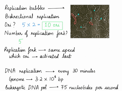 replicating-structures-in-dna-can-be-observed-using-electron-microscopes-regions-being-replicated-appear-as-bubbles-as-shown-in-the-diagram-below-assuming-bidirectional-replication-how-many-32577