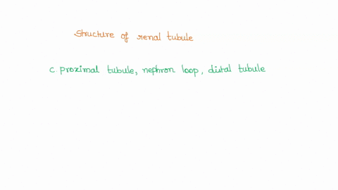 arrange-the-structures-of-the-renal-tubule-in-order-from-the-glomerulus-toward-collecting-duct-distal-tubule-nephron-proximal-tubule-nephron-distal-tubule-proximal-tubule-proximal-tubule-nep-56514