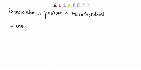 the-energy-of-electron-transport-serves-to-move-translocate-protons-to-the-outer-mitochondrial-compartment-how-does-this-help-the-mitochondrion-produce-atp-11668
