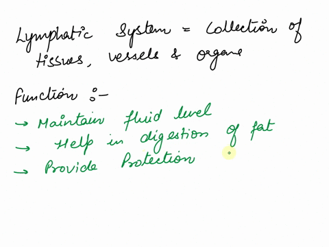 could-you-please-write-an-essay-about-the-lymphatic-system-of-around-300-to-350-words-83094
